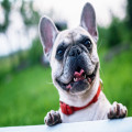 Waarom reageert mijn hond agressief op andere honden tijdens het uitlaten?