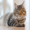 Alles wat je moet aanschaffen voor jouw kat