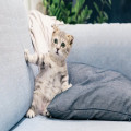 Wat betekent het spreekwoord 'de kat uit de boom kijken'?