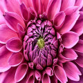 Wanneer haal je dahlia-knollen uit de grond voor de winter en hoe bewaar je ze