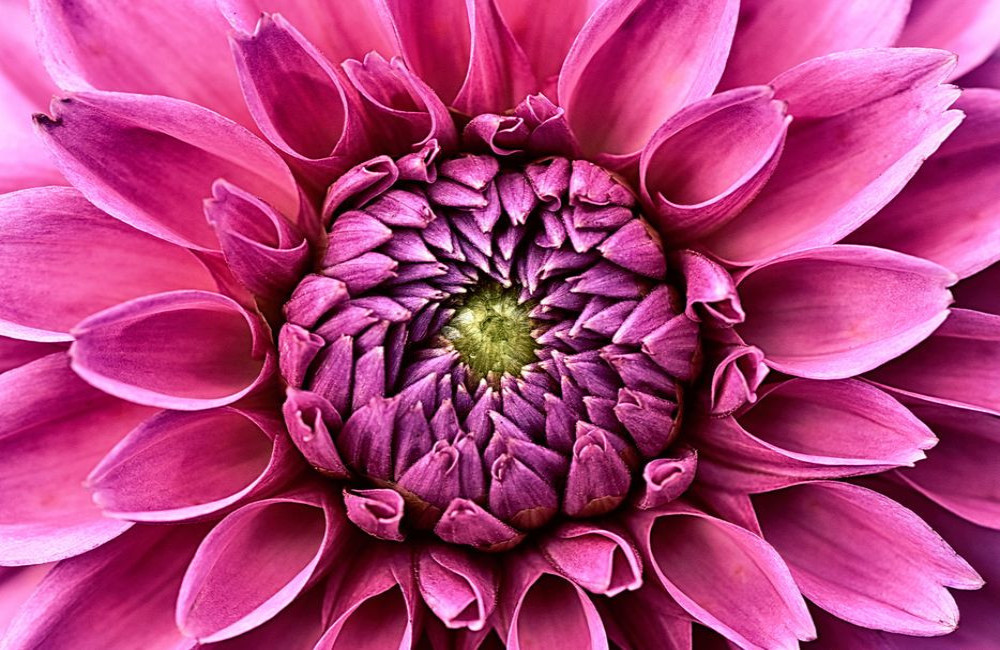 Wanneer haal je dahlia-knollen uit de grond voor de winter en hoe bewaar je ze