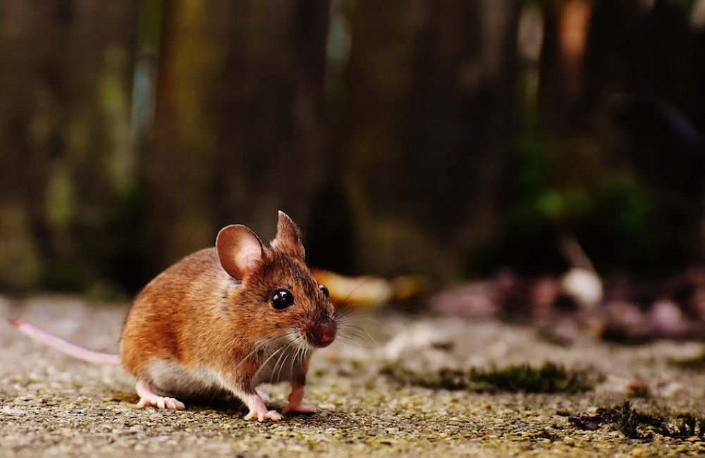 Wat kan je ondernemen tegen muizen in je tuin of schuur?