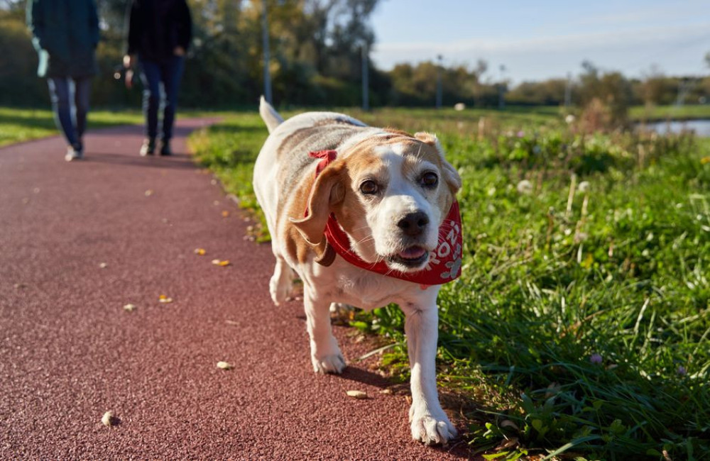 Nederlandse naam beagle: rasnaam, bijnamen en naamkeuzetips