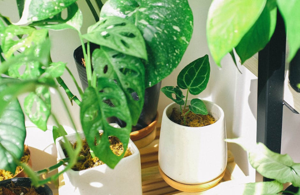 PH en EC meten voor optimale plantengroei