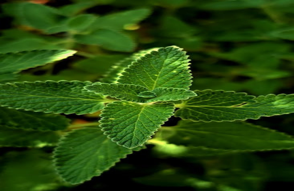 Is salvia gevaarlijk voor katten? Dit zegt de wetenschap