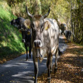 Wat is een masseria?