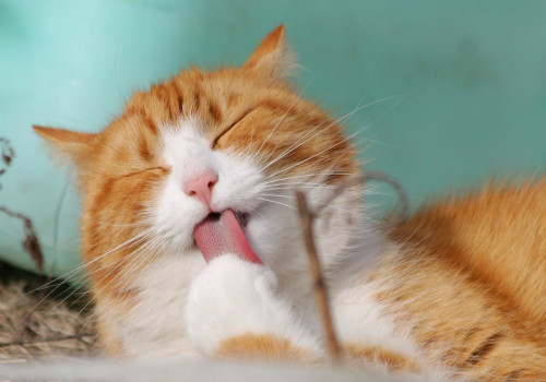 Wat betekent 'de kat uit de boom kijken' en wanneer gebruik je deze uitdrukking?