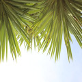 Alles wat je moet weten over de Yucca plant